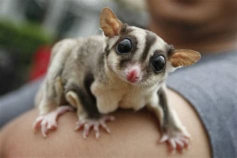 Top 10 Best And Cute Exotic Pets To Own Pictures Pets4good Best