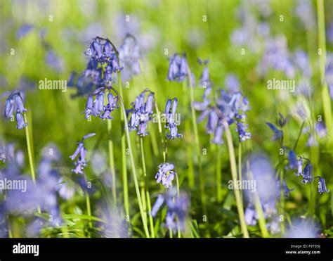 Spring Bluebell Flowers Stock Photo Alamy