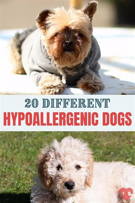 Best Hypoallergenic Dog Breeds 20 Different Breeds That Dont Shed