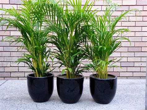 The Top 15 Potted Plants For Your Garden Potted Plants Outdoor