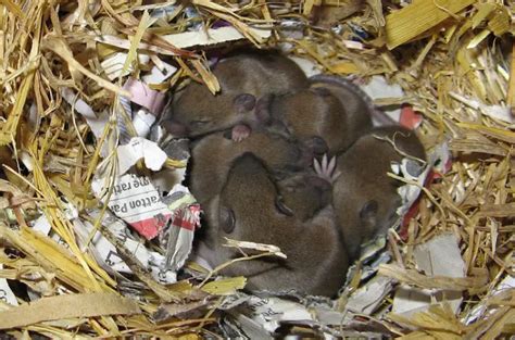 Mice Nest 101 Where How To Find Tips A Comprehensive Guide