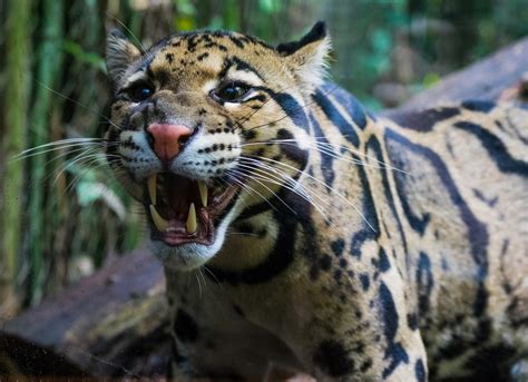 Clouded Leopardess Bares Her Fangs Smithsonian Photo Contest