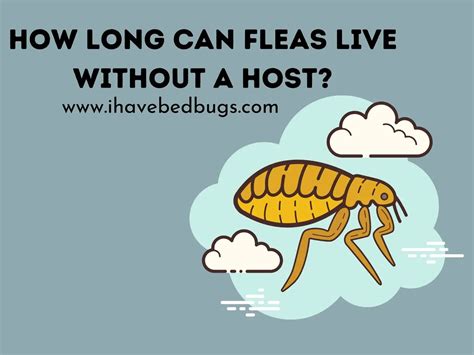 How Long Can Fleas Live Without A Host All You Need To Know