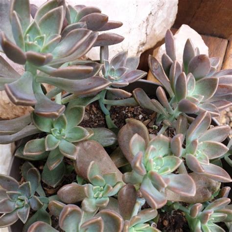 Graptopetalum Paraguayense Subsp Bernalense Ghost Plant Uploaded By Kazbah