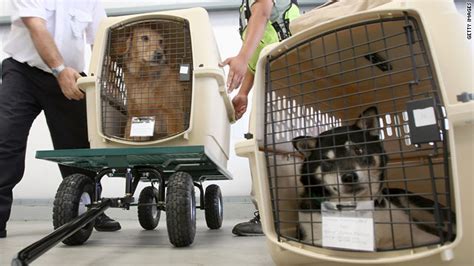Some states and countries require additional health documents. Tips for flying with your pet - CNN.com
