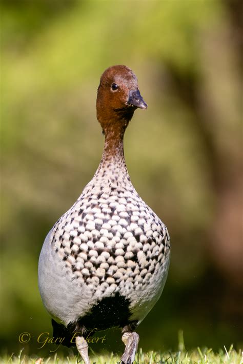 Australian Wood Duck Birdforum