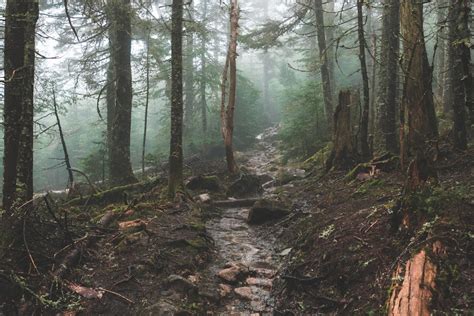 Rainy Forest Pictures Download Free Images On Unsplash
