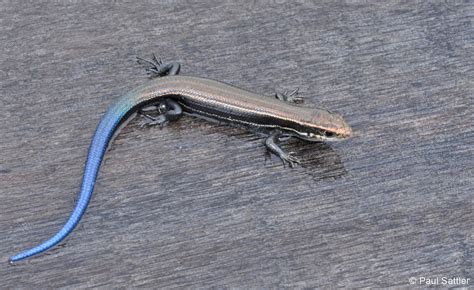 Northern Coal Skink