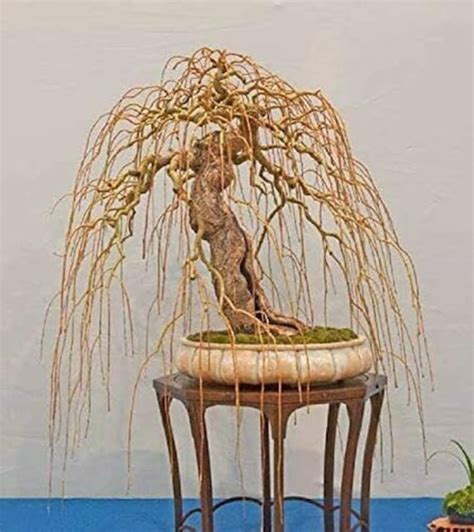 Rare Golden Curls Willow Tree Cutting Live Tree Plant Etsy