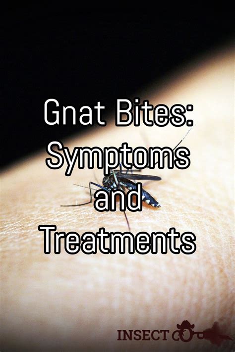 Gnat Bites Symptoms And Treatments Insect Cop Gnat Bites Gnats