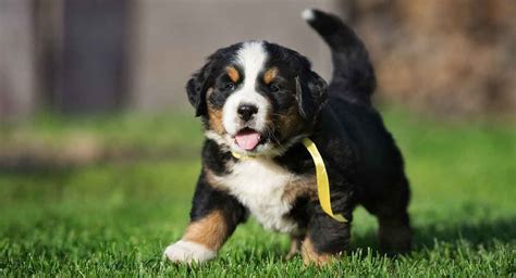 Bernese Mountain Dog Bernese Mountain Dog Puppy Cute Dogs Breeds