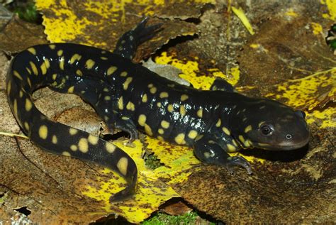 Eastern Tiger Salamander Ambystoma Tigrinum Amphibians And Reptiles