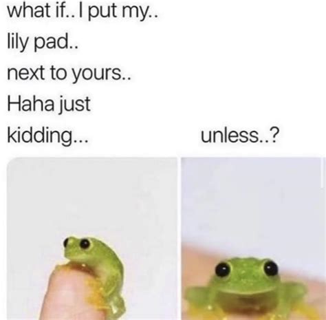 Just A Wholesome Frog Meme I Found And Sent To My Girlfriend Rfrogmemes