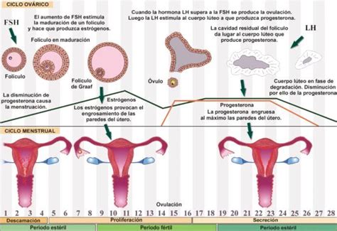 Hormonas Que Regulan El Proceso Reproductivo Ciclo Ovarico Y Endometrial Obstetricia I