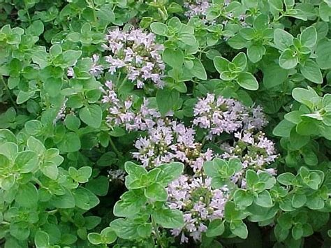 Oregano Dayi High Quality Essential Oil Origanum Dayi Post Negev