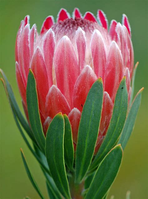 Pink Ice Protea The Shoot