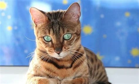 14 Things You Didnt Know About The Bengal Cat That Will Surprise You