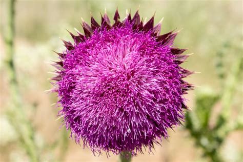 Purple Thistle Flower In Colorado Stock Photo Image Of Spring