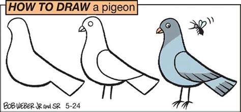 How To Draw A Pigeon Drawings Draw Pigeon