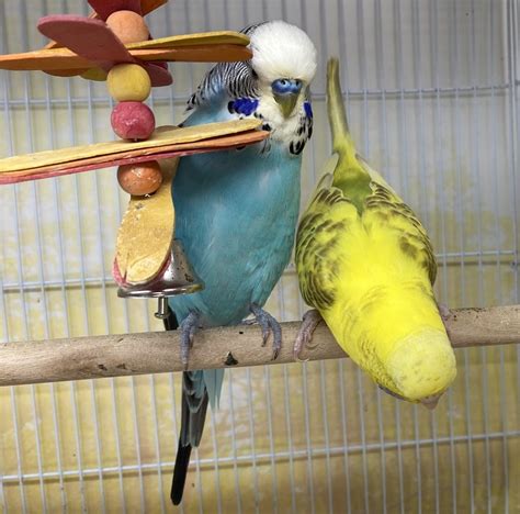 Hand Tamed English Budgies Skittles And Willies Babies Birds For