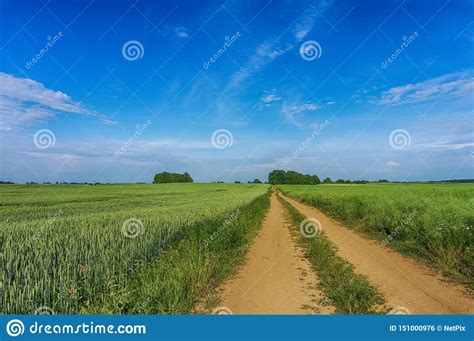 Gravel Country Road Through Farm Fields Stock Photo Image Of Bloom