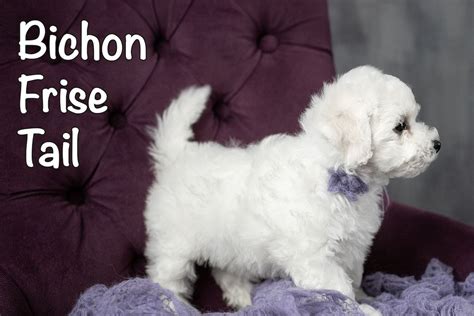 Bichon Frise Tail All You Need To Know Bichon World