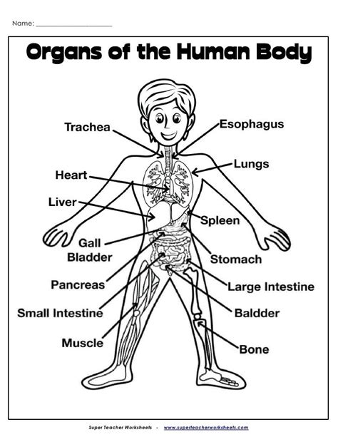 Organs Picture Human Body Worksheets Anatomy Coloring Book Human