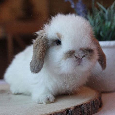 Super Cute Fluffy Baby Bunny Photos Download  Png  Raw Tiff