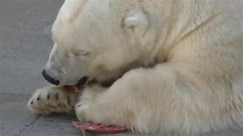 YoshiЁши The Polar Bear Finds His Happiness Just By Holding The Treat