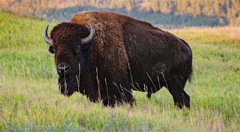 8 Things To Know About The American Bison