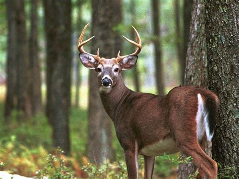 Whitetail Deer Hunting Desktop Wallpapers Top Free Whitetail Deer