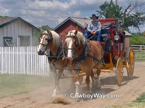 draft horse pictures