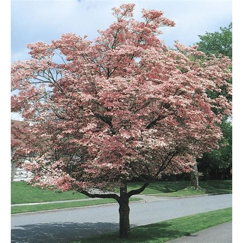 1 Count Pink Flowering Dogwood Flowering Tree In Pot With Soil L3181