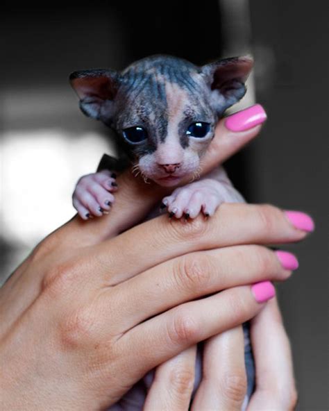 20 Photos That Prove Hairless Kittens Are Just Adorable Wrinkly Aliens