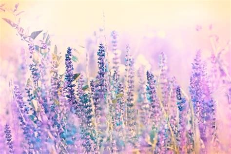 Beautiful Purple Meadow Flowers Stock Image Image Of Petals Field