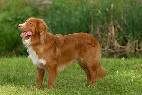 Don't miss what's happening in your neighborhood. Nova Scotia Duck Tolling Retriever Info, Puppies, Mix ...