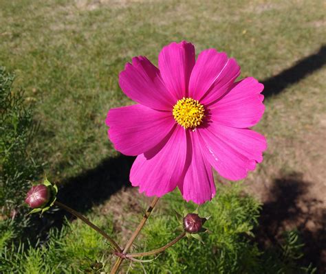 Pink Cosmos Flower Picture | Free Photograph | Photos ...