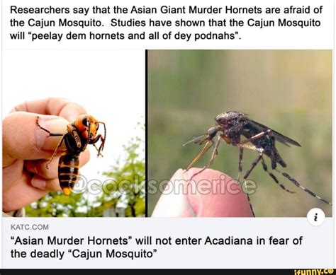 Researchers Say That The Asian Giant Murder Hornets Are