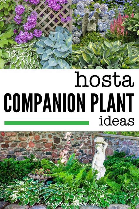 Hosta Companion Plants What To Plant With Hostas Gardening From