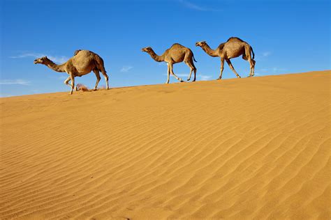 In the daytime, when the sun is high, the eyes. Use of Camels for world-trade transportation led to ...