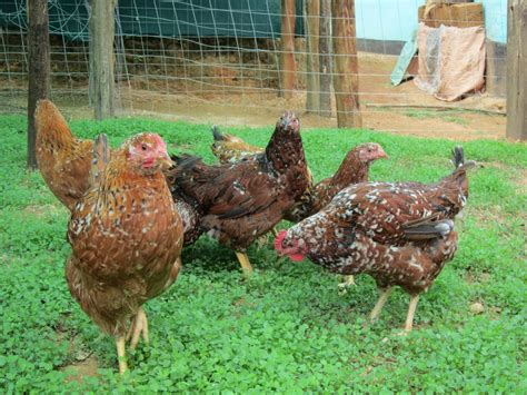 Chickens Hope In South Africa