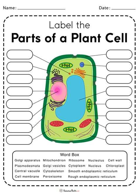 Plant Cell Diagram Worksheet Plant Cell Diagram Unlabeled Animal Cell