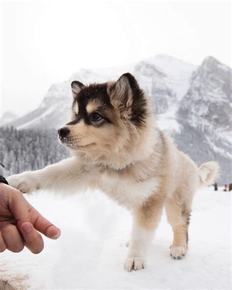 Husky Huskies Dog Doggo Cutest Beautiful Charming Snow Pup Puppy