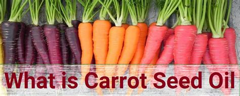 When you get a smooth paste, please put it in the cloth or sieve to separate the oil. Carrot Seed Essential Oil Benefits for Skin Lightening and ...