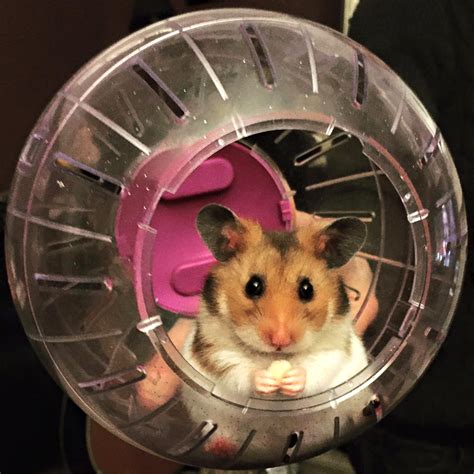 Things You Should Know Before Owning A Hamster Hello Jennifer Helen