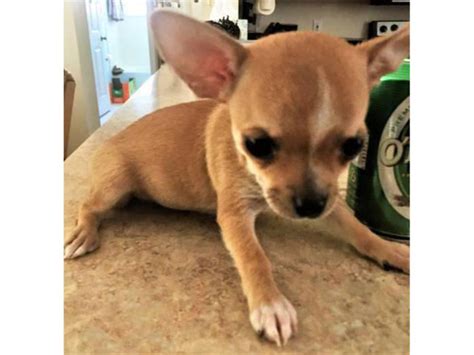 Fawn Chihuahua Puppy For Sale Jacksonville Puppies For Sale Near Me