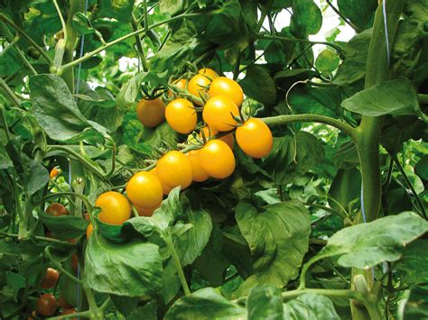 Tomate Cerise Gusta Mini® Yellow F1 Pleine Terre Voltz Horticulture