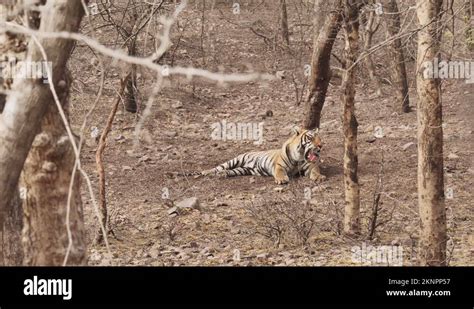 Tiger Lying Down Resting In A Relaxed State And Yawning In A Forest In