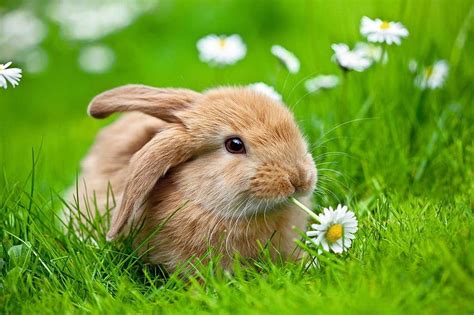 Bunny Ohs Bunny In Spring Hd Wallpaper Pxfuel