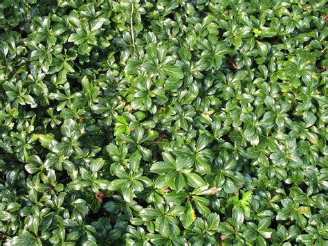 Pachysandra Terminalis Green Sheen Ground Cover Evergreen Ground